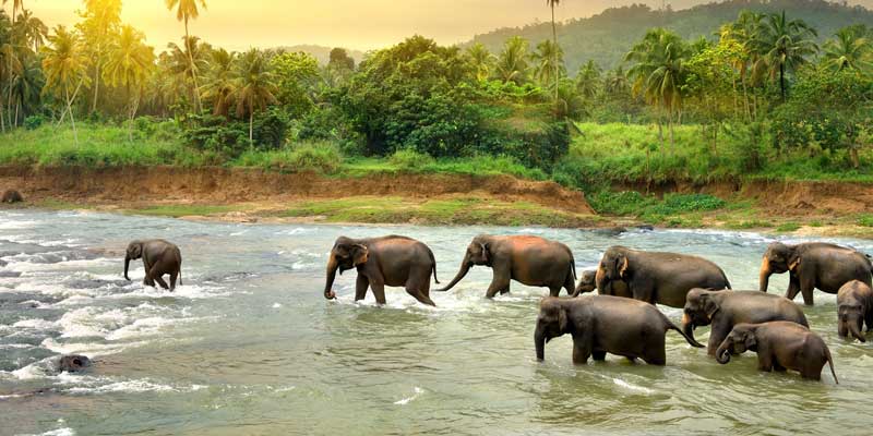 thekkady Tour